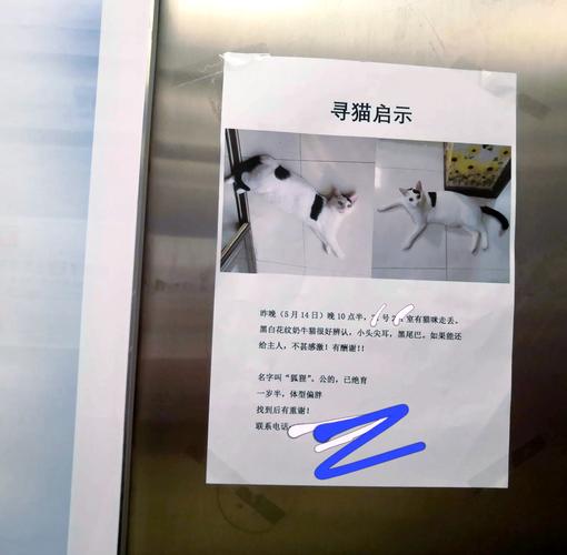 74549.cσm查询开奖记录和猫咪从16楼意外坠落与猫咪从16楼意外坠落会死吗