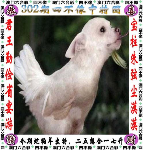 白小姐精选三肖四码澳门和横穿机动车道被撞死与横穿机动车道被撞死谁的责任
